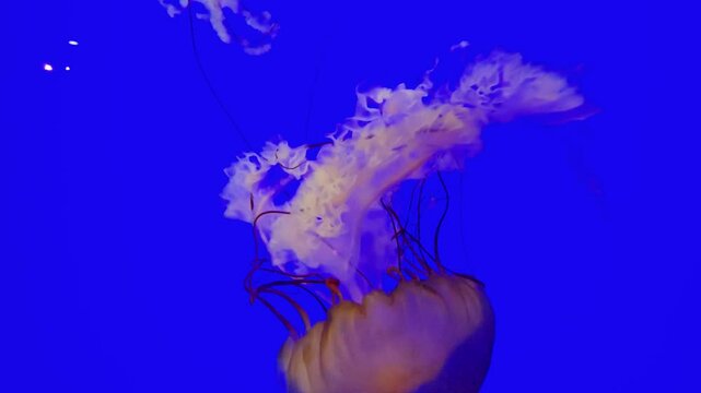 footage of beautiful jellyfish swimming in a tank at OdySea Aquarium in Scottsdale Arizona USA