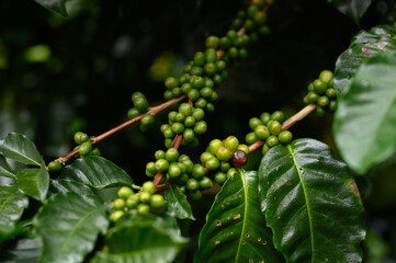 Coffee beans borne on trees in farms and gardens, raw coffee beans in the growing season and drops of water in the morning.