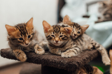 Three young cute bengal kittens laying on a soft cat's shelf of a cat's house indoors.