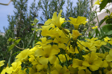 Natura