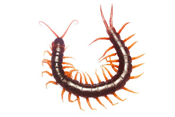 A long brown and orange centipede with a long tail. The centipede is curled up and has a long, thin body