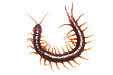 A long brown and orange centipede with a long tail. The centipede is curled up and has a long, thin body