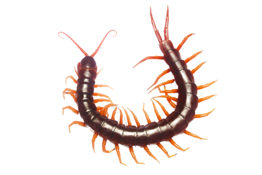A long brown and orange centipede with a long tail. The centipede is curled up and has a long, thin body