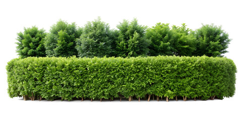 green tall hedge and evergreen shrubs (Cypress, Arborvitae, Boxwood, Laurel, Privet). PNG, isolated on transparent background with clipping path cutout.