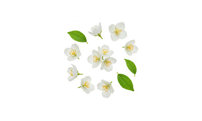 Obraz premium Beautiful Jasmine Flowers Floating in the Air on Pure White Background