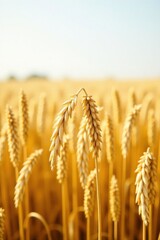 Fototapeta premium Golden Wheat Stalks in a Sunlit Field, a Close-Up View Showing the Detailed Texture of the Ripe Grains, and Their Elegant Curves in the Summer Sun