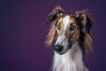 Borzoi dog on minimalistic colorful background with Copy Space. Perfect for banners, veterinary ads, pet food promotions, and minimalist designs.