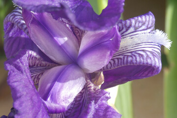 Natura