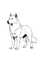 Thai bangkaew dog black and white drawing .A drawing of a dog standing on its hind legs .

