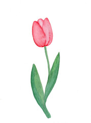 Red tulip painted with watercolors. Spring flowers. Bulbous plants.