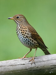 Fototapeta premium Song thrush, Turdus philomelo