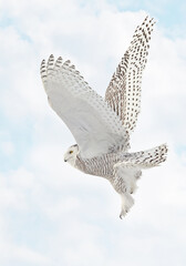 Snowy Owl female flying on a mixed clouds and blue sky background in Quebec, Canada