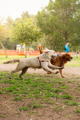 Running together. Two beautiful Golden Retriever dogs have a walk outdoors in the park together.