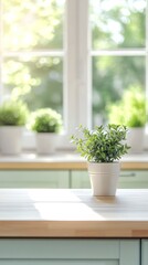 Small Potted Plant on Bright Kitchen Countertop with Window Background