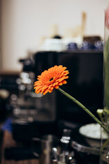 Orange gerbera flower on a dark blurred background in the interior.
