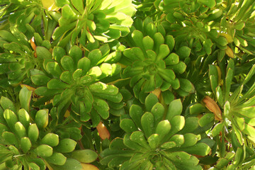 Natura