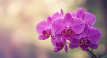 Obraz premium Blooming Purple Orchid Flower Closeup with Soft Light and Delicate Petals