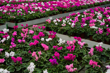 Rows of blooming plants fill a greenhouse, showcasing vibrant pink and white flowers against lush green leaves, creating a lively atmosphere