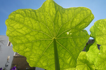 Natura