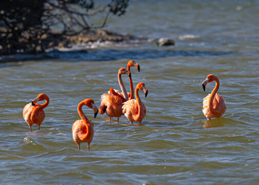 flamingos in water