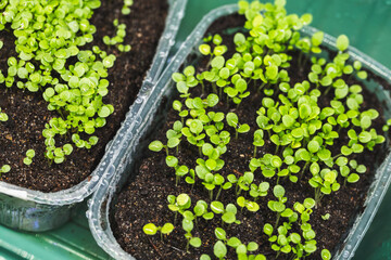 Top view of green seedlings thriving in soil-filled plastic pots placed indoors