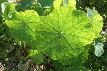 Natura