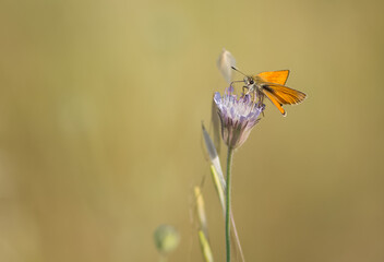 photos of butterflies from wildlife and nature