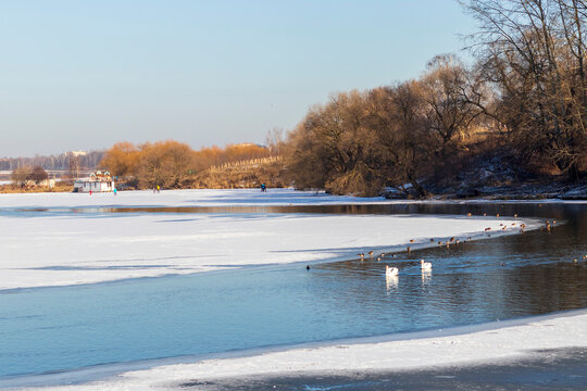 Ducks and swans on the frozen pond. Outdoors