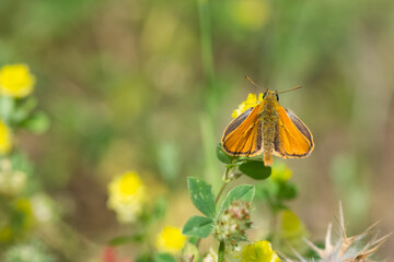 photos of butterflies from wildlife and nature