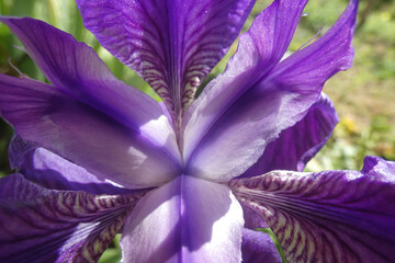 Natura