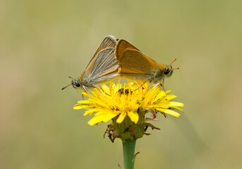 photos of butterflies from wildlife and nature