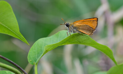 photos of butterflies from wildlife and nature