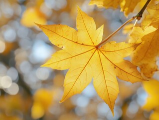 Fototapeta premium Radiant maple leaf in autumnal sunlight detailed veins and vibrant colors against a blurred backdrop of fall foliage