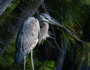 great blue heron