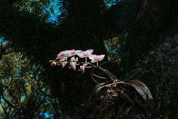 orchid
