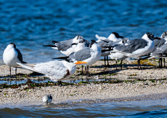 seagulls on the beach