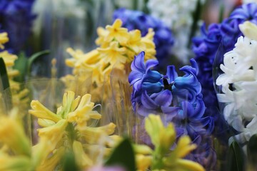 Vibrant Hyacinth Blooms