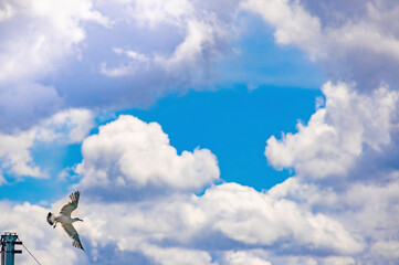 夏空の白雲とカモメ-03