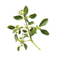 Obraz premium Close up of a sprig of fresh holly with green berries.