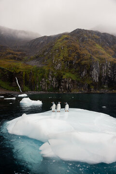 small group of gentoo penguins standing on an ice berg in a bay in South Georgia with mountains in the backround 