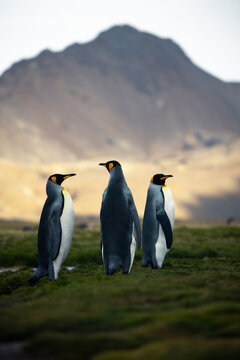 A small group of king penguins standing in a river bed with lush hills in the backround in South Georgia