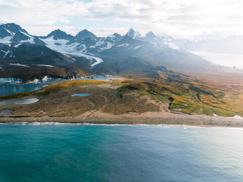 Aerial view of a king penguin colony in South georgia with the blue sea in the front and mountain ridge in the backround