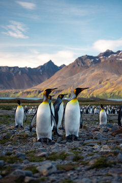 A small group of king penguins standing in a river bed with lush hills in the backround in South Georgia