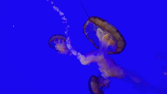 footage of beautiful jellyfish swimming in a tank at OdySea Aquarium in Scottsdale Arizona USA