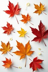 Obraz premium Leaves of Quercus robur scattered on white surface, surface, white