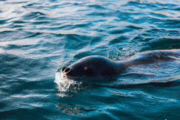 Fototapeta premium Leopard seal swimming in the ocean in Antartica on the hunt
