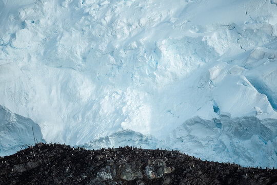 Penguin colony on a rocky hill in Antarctica in front of a glacier wall.     