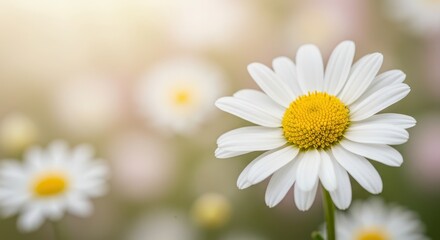 Fototapeta premium Blooming Daisy Flower with White Petals and Yellow Center in Garden