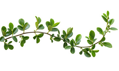 Obraz premium Curved Green Leafy Branch with Fresh Foliage on Transparent Background – High-Resolution Botanical Element for Natural Designs, Eco-Friendly Projects, and Floral Decorations