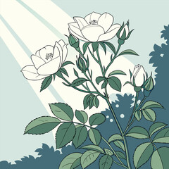 White bush roses on a background of blue sky illustration art